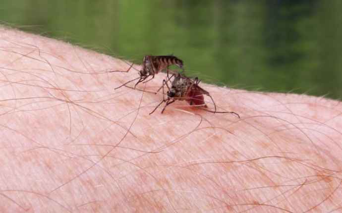 Sikiövaurioita aiheuttavaan zikavirukseen ei ole tehokasta lääkettä