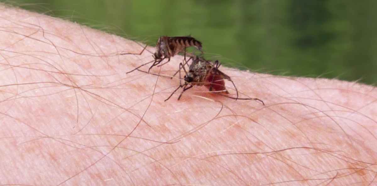 Sikiövaurioita aiheuttavaan zikavirukseen ei ole tehokasta lääkettä