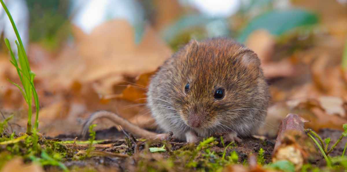 Myyräkuume voi aiheuttaa tilapäisen munuaisvaurion