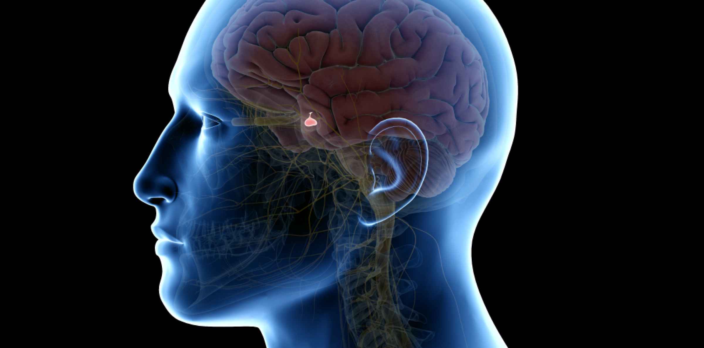 Aivolis kkeen H iri iden Taustalla On Useimmiten Hormonituotantoa aivolis-kkeen-h-iri-iden-taustalla-on-useimmiten-hormonituotantoa